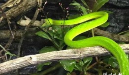 蛇与鞭在线观看,蛇与鞭的奇幻之旅