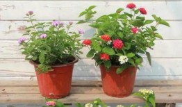 爆料济宁小三视频大全最新,揭秘最新小三视频大全