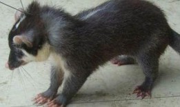 獾仔独家爆料视频,獾仔爆料视频背后的惊人真相