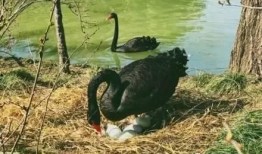 黑天鹅视频爆料最新,揭秘惊人内幕，颠覆你的认知！