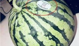 吃百万网红的瓜,揭秘网络红人的幕后故事