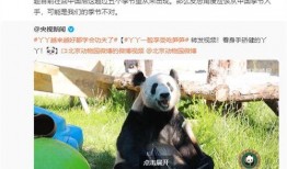 大熊猫丫丫最新爆料消息,揭秘她的生活点滴与成长历程