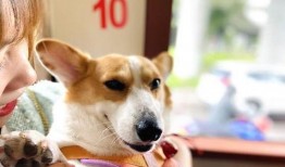 吃瓜娱乐八卦兔,兔视角下的娱乐圈风云录