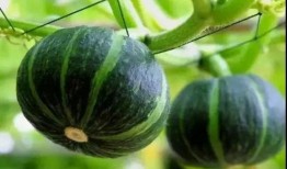 吃茄瓜的网红是谁啊视频,揭秘幕后故事