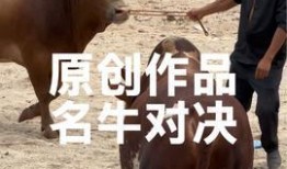 娱乐吃瓜酱牛,揭秘娱乐圈那些不为人知的幕后故事