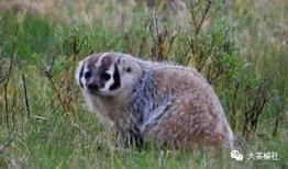 獾仔独家爆料视频,獾仔爆料视频背后的惊人真相