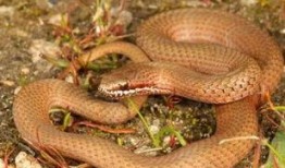 蛇与鞭在线观看,蛇与鞭的奇幻之旅