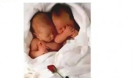 圈内人爆料龙凤胎,圈内人揭秘神奇双胞胎诞生之谜