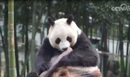 大熊猫丫丫最新爆料消息,揭秘她的生活点滴与成长历程