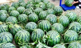 哪个网红连麦吃瓜最多啊,揭秘连麦吃瓜最多的网红