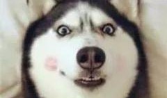 要哈士奇大腚娱乐吃瓜酱,吃瓜酱带你领略萌宠界的欢乐盛宴