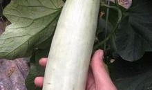 吃百万网红的瓜,揭秘网络红人的幕后故事