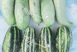 网红各类吃瓜视频网站,揭秘各大视频网站热门吃瓜内容