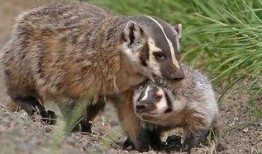 獾仔独家爆料视频,獾仔爆料视频背后的惊人真相