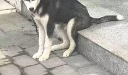 要哈士奇大腚娱乐吃瓜酱,吃瓜酱带你领略萌宠界的欢乐盛宴