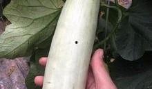 网红吃的瓜叫什么瓜子,揭秘“吃的瓜”瓜子背后的故事