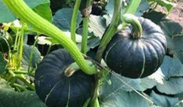 吃瓜网红赵一菲,吃瓜网红的崛起与影响力