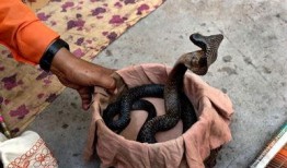 蛇与鞭在线观看,蛇与鞭的奇幻之旅