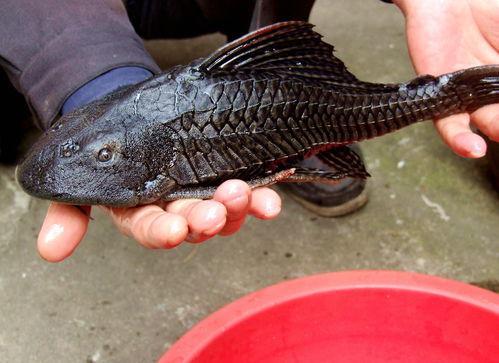 娱乐吃瓜酱放生鱼