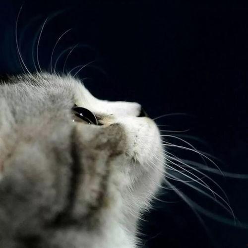 娱乐吃瓜酱猫妈妈视频大全