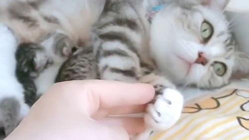 娱乐吃瓜酱猫妈妈视频大全