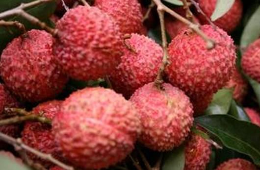 娱乐吃瓜酱荔枝,揭秘娱乐圈那些不为人知的幕后故事