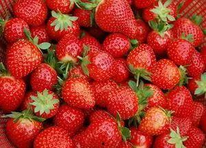 娱乐吃瓜酱草莓视频下载,娱乐吃瓜酱带你轻松获取热门娱乐内容