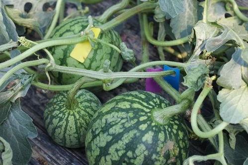 吃瓜时间到,吃瓜时间背后的真相与内幕